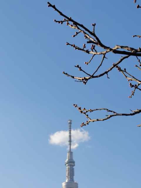 DSC08741.JPG